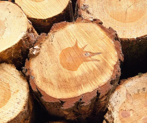 Fiber Properties and Paper Performance