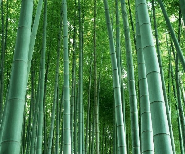 bamboo_paper.jpg bamboo_paper.jpg