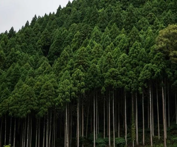 Will Increased Paper Usage Lead to Forest Loss?