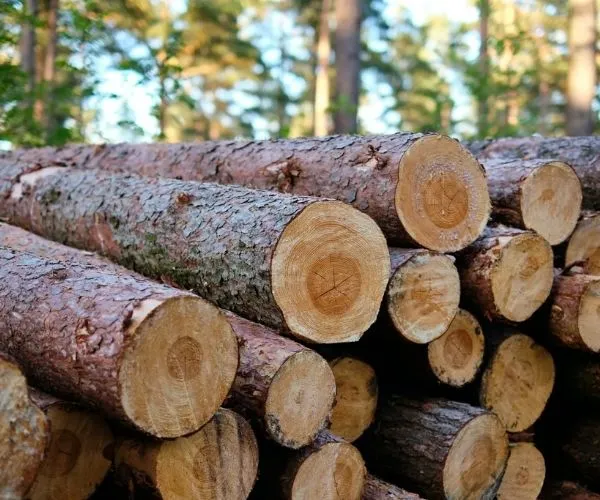 FSC and FDA Certifications Become Mandatory in Global Paper Procurement